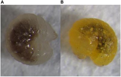 Comparative Transcriptome and iTRAQ Proteome Analyses Reveal the Mechanisms of Diapause in Aphidius gifuensis Ashmead (Hymenoptera: Aphidiidae)